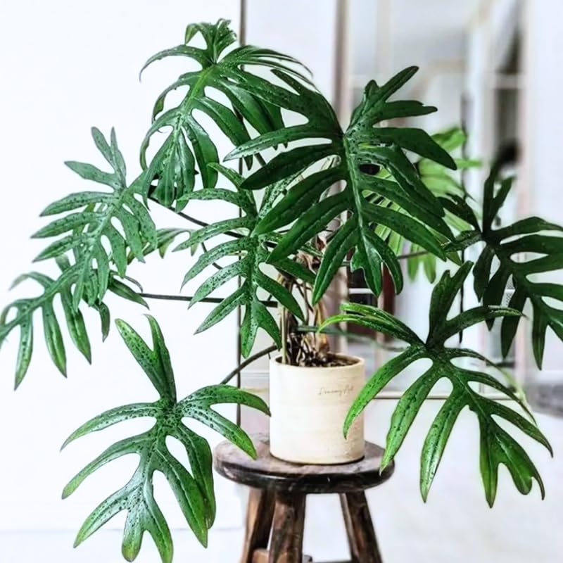 2 Philodendron Live Plant 5-9" Tall, Rare Tropical Indoor Houseplant Home Garden