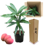 Sweet Mango Tree Live Plant in Pot, 12-16 Inches Mango Trees Seedlings Well Rooted, Fast-Growing