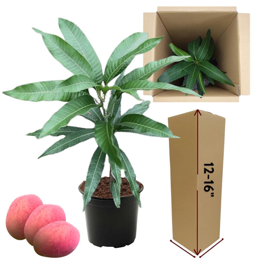 Sweet Mango Tree Live Plant in Pot, 12-16 Inches Mango Trees Seedlings Well Rooted, Fast-Growing