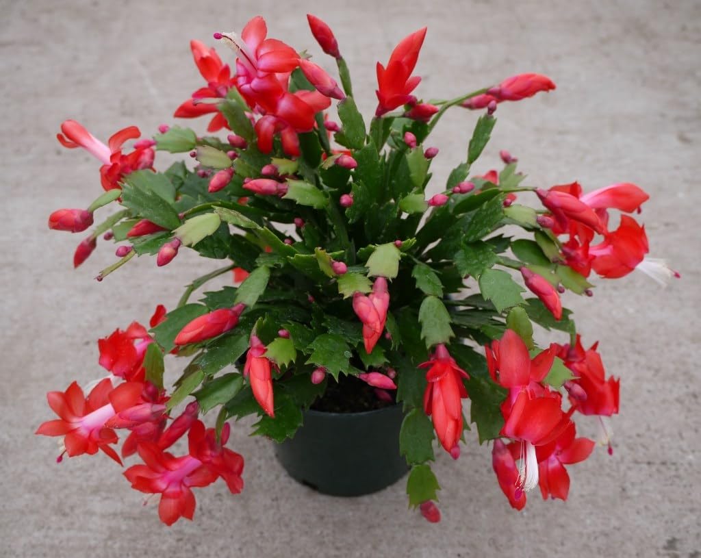 2 Live Red Christmas Cactus Plants, Red Christmas Cactus Plants Live, 4 to 6 Inch, Bare Root, Perennial Flower Holiday Succulent Plant, No Pot