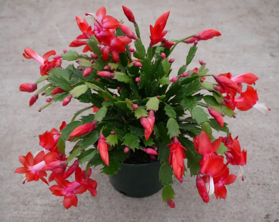 2 Live Red Christmas Cactus Plants, Red Christmas Cactus Plants Live, 4 to 6 Inch, Bare Root, Perennial Flower Holiday Succulent Plant, No Pot