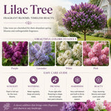 Purple Lilac Plants 12–18" Tall, Well Rooted Live Flowering Lilac Shrubs for Patio, Container and Backyard Landscaping