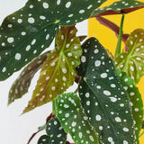 Combo 3 Polka Dot Begonia Angel Wing Plants Live, Begonia Maculata Live Plant, Begonias Live Plants Outdoor, 4 to 8 Inc Tall