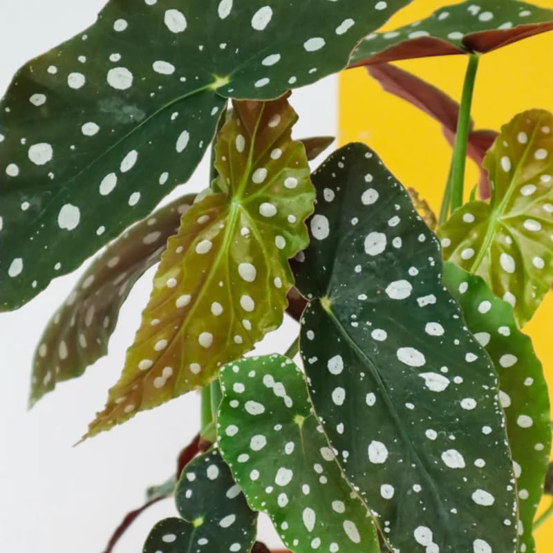 Combo 3 Polka Dot Begonia Angel Wing Plants Live, Begonia Maculata Live Plant, Begonias Live Plants Outdoor, 4 to 8 Inc Tall
