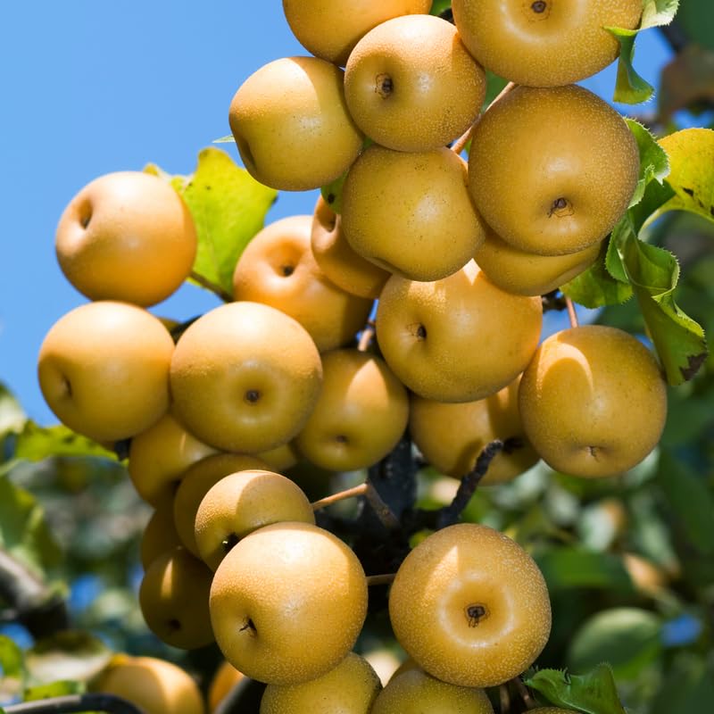 2 to 3 Feet Tall, Asian Pear Tree Live Plant, Live Pear Plant Tree, Pear Live Plant, Sweet Fruit Plant, Pear Tree Plant