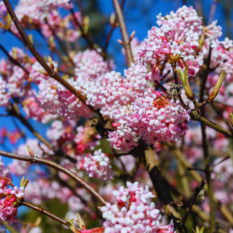 Pink Viburnum Live Plant, Hardy Viburnum Tree Plant, Pink Flower Gardening, 2.5 Inches Pot