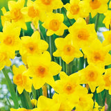 Set 30 Daffodil Bulls for Planting, Top Size Narcissus Flower Bulbs, Perennial Spring Flowers, Cold Hardy, Ideal for Gardens, Pots and Landscaping (Bright Yellow)