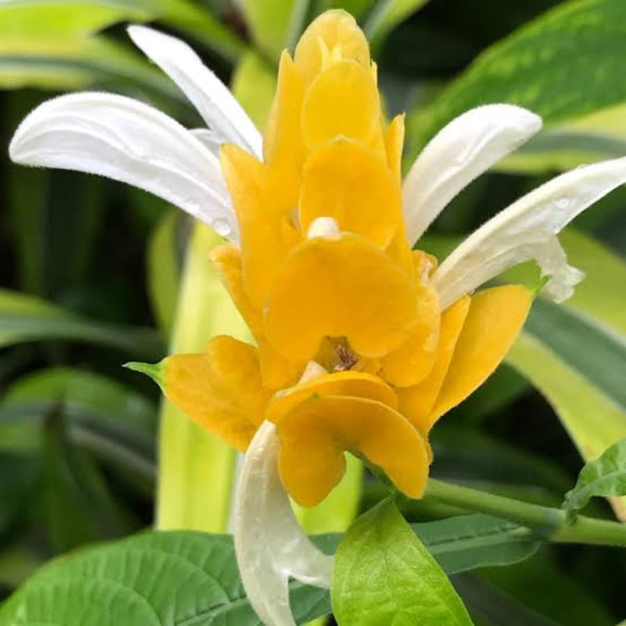 Yellow Shrimp Plants Live, Seedlings Justica Brandegeana Tree Bush, 5-9 Inches Tall