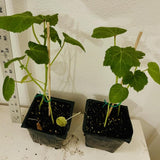 2 Green Okra Plants, 4-8 Inc Tall, Okra Plants Live for Planting, Live Vegetable Plant, Fast-Growing and Well-Rooted