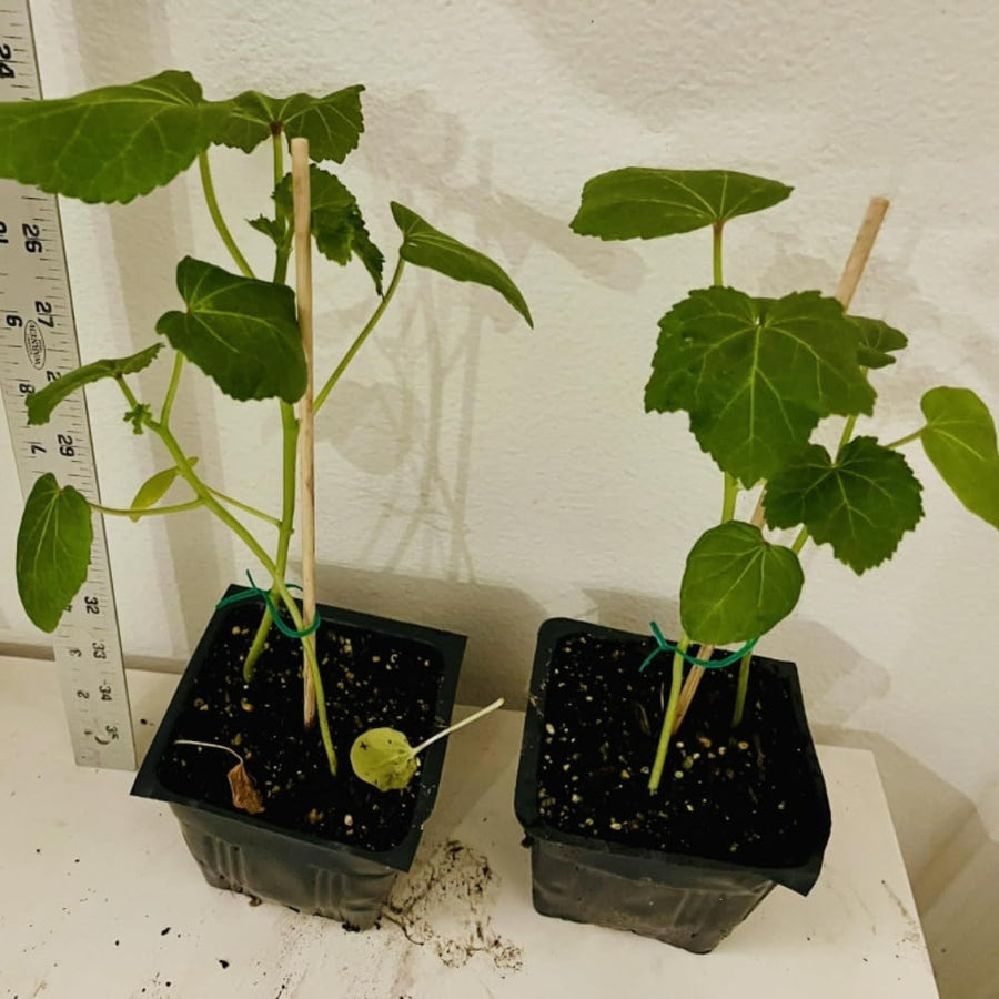 2 Green Okra Plants, 4-8 Inc Tall, Okra Plants Live for Planting, Live Vegetable Plant, Fast-Growing and Well-Rooted