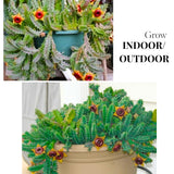 Starfish Cactus Plant Live, Lifesaver Zebrina Trailing Succulent Well Rooted in 2" Pot, Starter Houseplant for Hanging Basket
