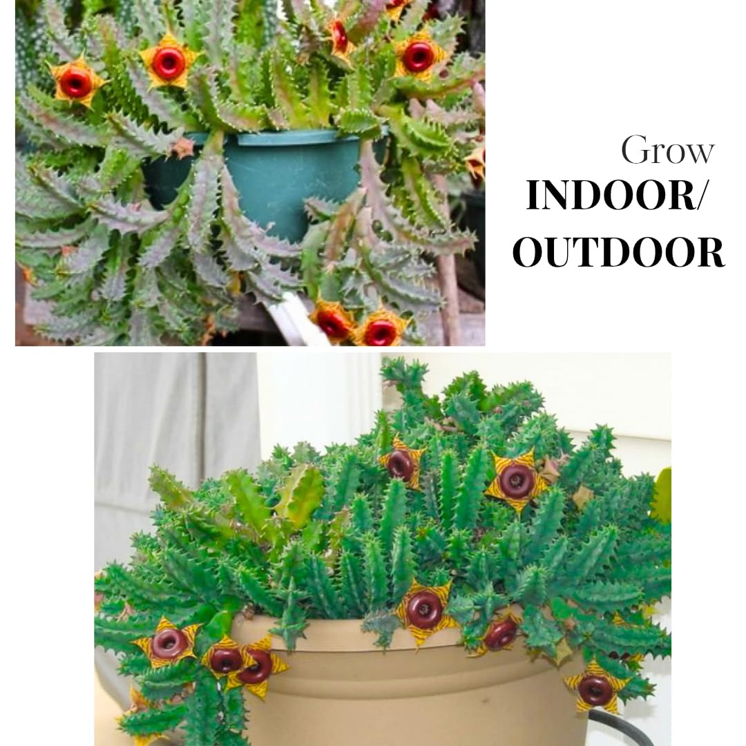 Starfish Cactus Plant Live, Lifesaver Zebrina Trailing Succulent Well Rooted in 2" Pot, Starter Houseplant for Hanging Basket
