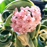 Live Hoya Carnosa Plant, Variegated Tricolor Hoya, Vine Hoya Plant 4-6 Inch for Planting
