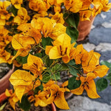 2 Yellow Bougainvillea Plants Live, Perennial Bougainvillea Flowers Vine, Outdoor Garden Planting 5-9 Inches