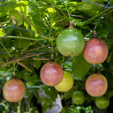 Purple Passion Fruit Plant Live, 10-12 Inches Tall in 4 Inch Pot, Passiflora Tropical Vine for Outdoor Growing, Passionfruit Seedling