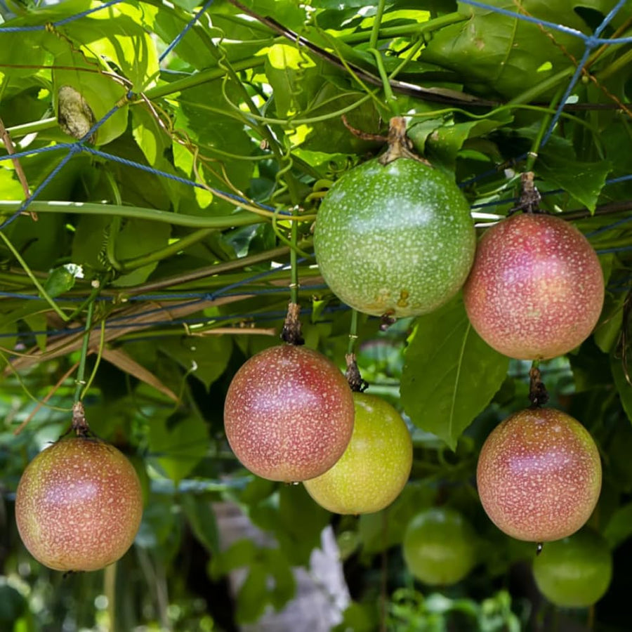Purple Passion Fruit Plant Live, 10-12 Inches Tall in 4 Inch Pot, Passiflora Tropical Vine for Outdoor Growing, Passionfruit Seedling