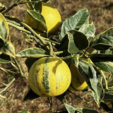 Variegated Pink Lemon Tree Live, Grafted Citrus Tree 3 Feet Tall, Pink Lemon Fruit Tree