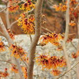 Witch Hazel Live Plant, Witchhazel Tree Plant Live 12-16 Inch Tall, Yellow Flower for Outdoor Landscaping and Garden, Dormant in Winter