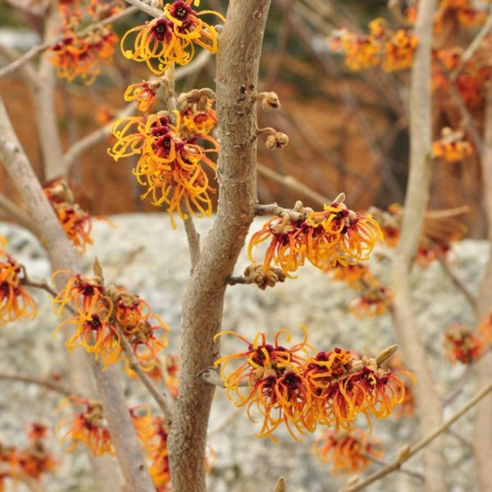 Witch Hazel Live Plant, Witchhazel Tree Plant Live 12-16 Inch Tall, Yellow Flower for Outdoor Landscaping and Garden, Dormant in Winter