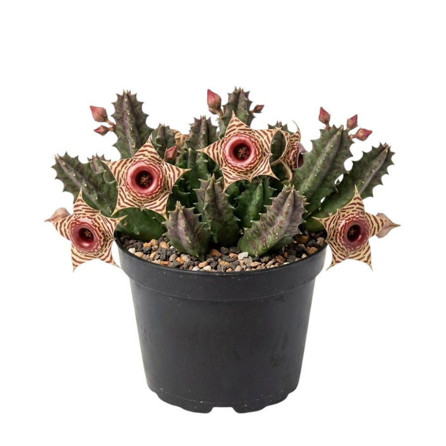 2 Starfish Cactus Plant 2 Inc Pot, Cactus Succulent Well Rooted 4-8 Inch Tall for Indoor Planting