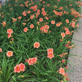 Pack 10 Daylily Bulbs for Planting Spring, Fast Blooming Hardy Perennial Lily Bare Roots for Outdoor Growing (Strawberry Candy Day Lily)