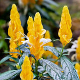 Yellow Shrimp Plant Live, 4-9" Tall, Tropical Houseplant Well-Rooted