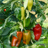 Set of 2 Chocolate Cherry Pepper Plants Live, Candy Cane Peppers Tree Established Roots, No Pot, 5 to 10 Inches Tall