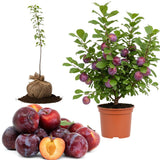 1 Year Old Live Plum Tree Plant for Planting, Sweet Cold Hardy Plum Trees Live Plants, Winter Hardy for Year Round Planting