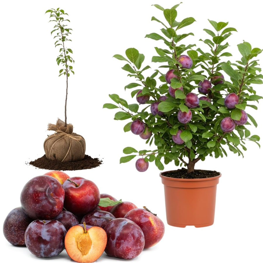 1 Year Old Live Plum Tree Plant for Planting, Sweet Cold Hardy Plum Trees Live Plants, Winter Hardy for Year Round Planting