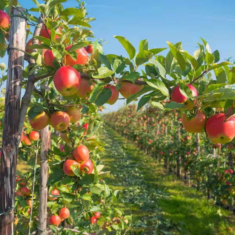 2-3 Ft Apple Tree Live Plant Bare Root, Live Apple Plant, Cold Hardy Fruit Plants for Home Garden Planting Spring (Random)