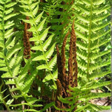 10 Cinnamon Fern Rhizomes, Hardy Perennial Fern Plants for Garden, Fast-Growing Ferns Starter Roots