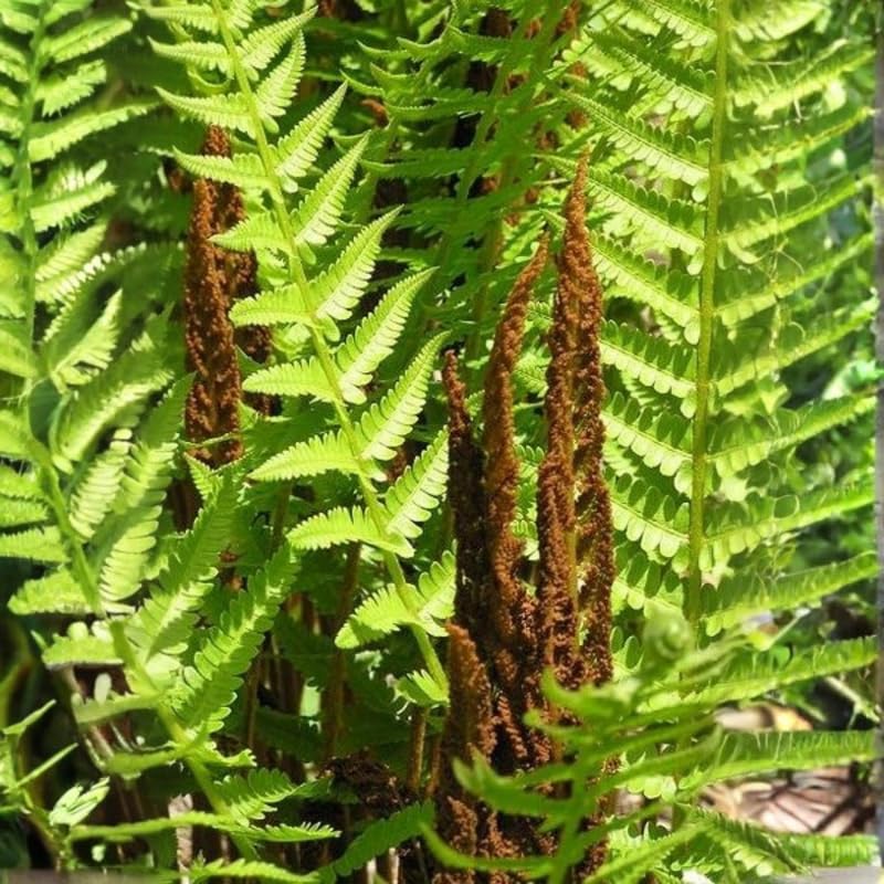 10 Cinnamon Fern Rhizomes, Hardy Perennial Fern Plants for Garden, Fast-Growing Ferns Starter Roots