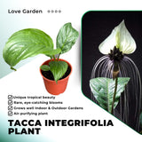White Tacca Plant Live in 2 Inch Pot - White Bat Flower Houseplant Great for Indoor and Outdoor Gardening - Easy to Care