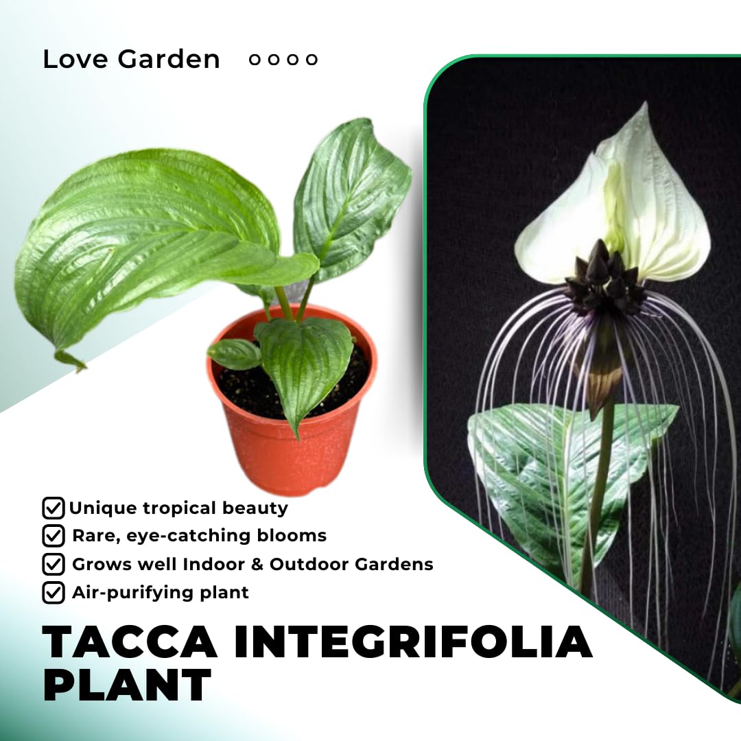 White Tacca Plant Live in 2 Inch Pot - White Bat Flower Houseplant Great for Indoor and Outdoor Gardening - Easy to Care