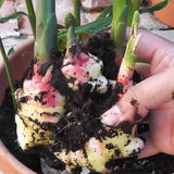 9 Edible Root Plants of Ginger Roots, Turmeric Roots, Jerusalem Artichoke Tubers, Large Size, Fresh & Ready to Grow in Garden, Each Types 3 Tubers Rhizomes
