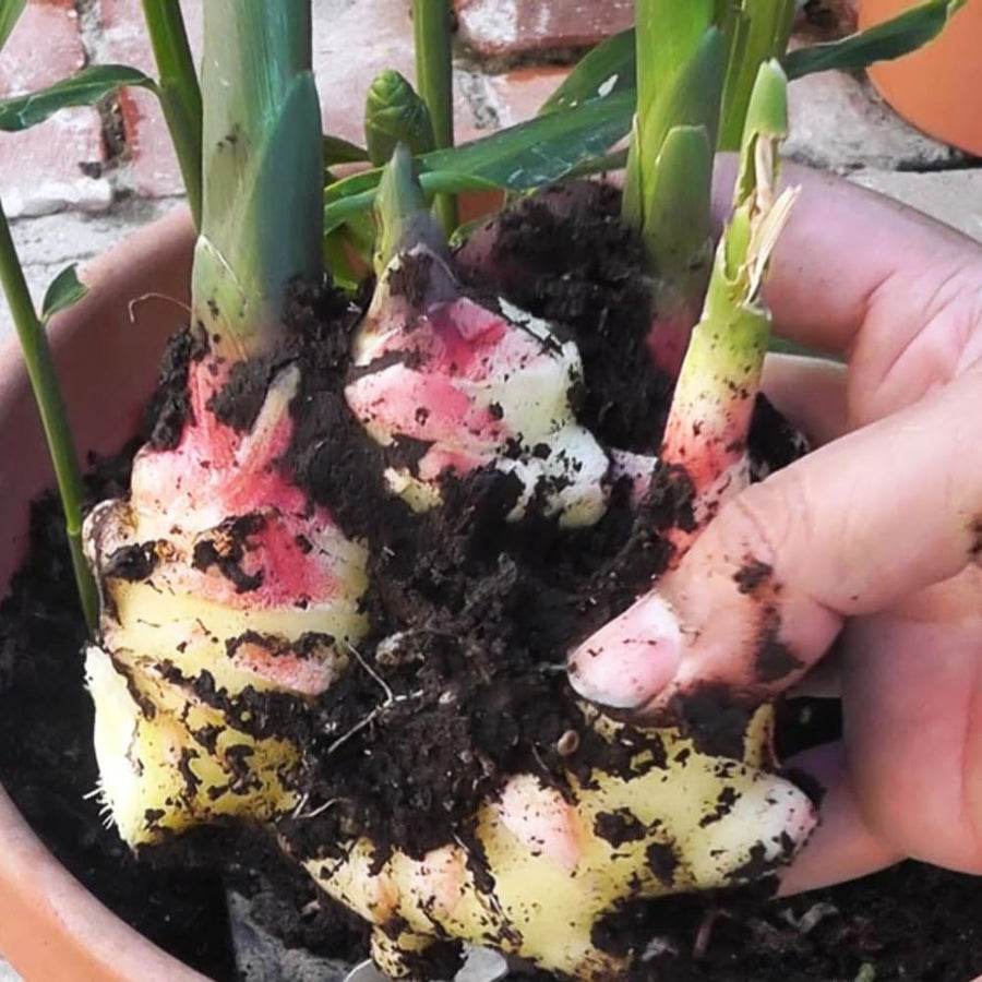 9 Edible Root Plants of Ginger Roots, Turmeric Roots, Jerusalem Artichoke Tubers, Large Size, Fresh & Ready to Grow in Garden, Each Types 3 Tubers Rhizomes