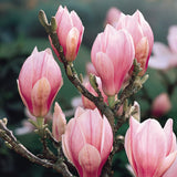 Saucer Magnolia Plant Live, 6-12 Inch Tall, Magnolia Tree in 2.5” Pot, Flowering Ornamental Tree