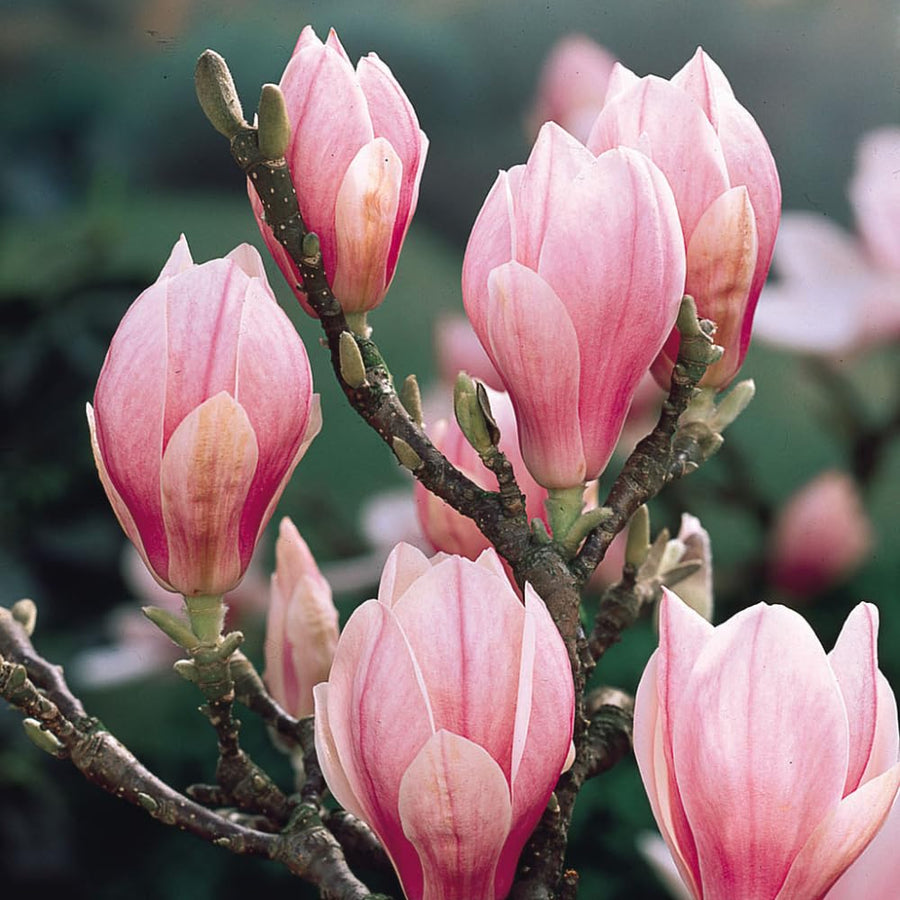 Saucer Magnolia Plant Live, 6-12 Inch Tall, Magnolia Tree in 2.5” Pot, Flowering Ornamental Tree
