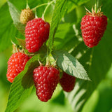 Heritage Raspberry Plant Live for Planting, 16-22 Inch Tall, Red Raspberry Bushes Live Plants, Raspberry Fruit Tree