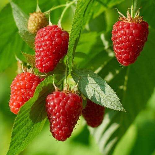 1 Heritage Raspberry Plant Live for Planting, 14-20 Inch Height, Red Raspberry Bush Live Plant Potted, Raspberry Fruit Tree