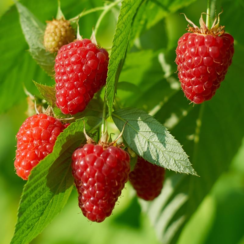 1 Heritage Raspberry Plant Live for Planting, 14-22 Inch Tall, Red Raspberry Bushes Live Plants, Sweet Raspberry Fruit Tree