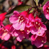 Pink Weigela Live Plant, 4 Inch Pot, 4-7 Inches Tall, Flowering Shrub for Outdoor Garden and Landscape