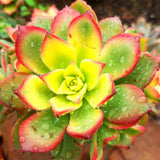 Aeonium Plant Live Succulent in 4" Pot, Rosette Succulent Live Plant for Indoor Outdoor Growing
