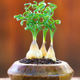 Albuca Spiralis Plant Live, Frizzle Sizzle Succulent Plants, Corkscrew Foliage Succulent in 3'' Pot, Easy-Care Indoor Outdoor Plant