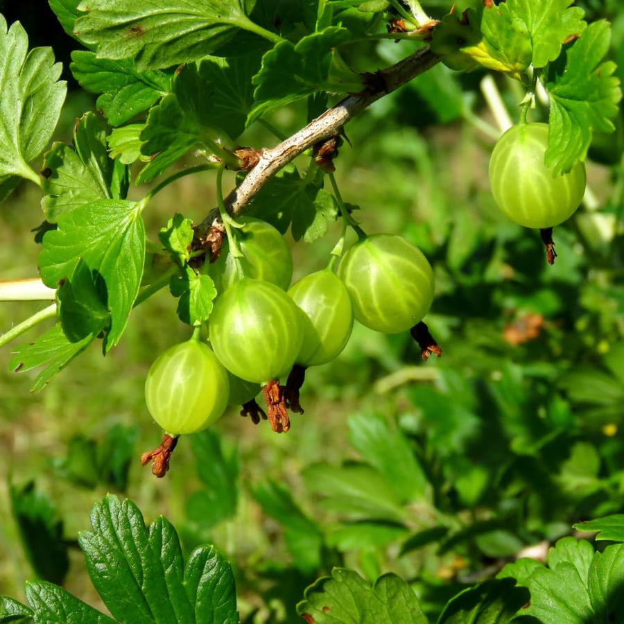 Gooseberry Plant Live, Gooseberry Bush Live Plant from 3 Feet in Height, Sweet Fruit Tree Garden