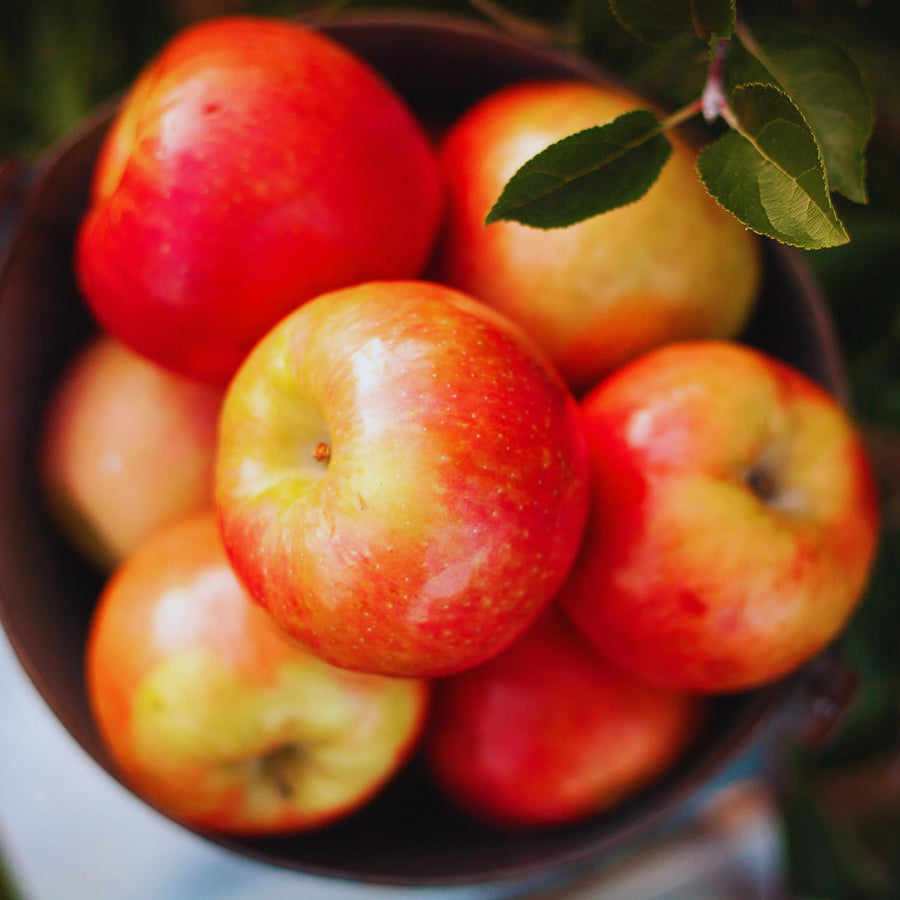 Honeycrisp Apple Plant Live, 2 to 3 Feet Tall, Sweet Apple Fruit Tree Plant for Garden, Live Apple Tree, Apple Tree Live Plant