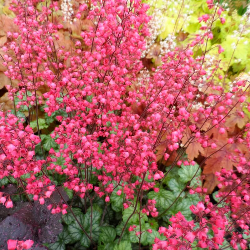 3 Coral Bells Heuchera Perenial Live Plants, Deep Purple to Pink Red Seasonal Leaves Color Change, Well-Rooted 5-9 Inc Tall, No Pot