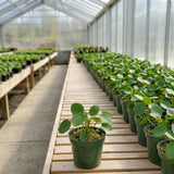 Money Tree Plant, Money Live Plant, 4-7 Inches Tall in 4 Inch Pot, Pilea Peperomioides Houseplant for Indoor Outdoor Houseplant