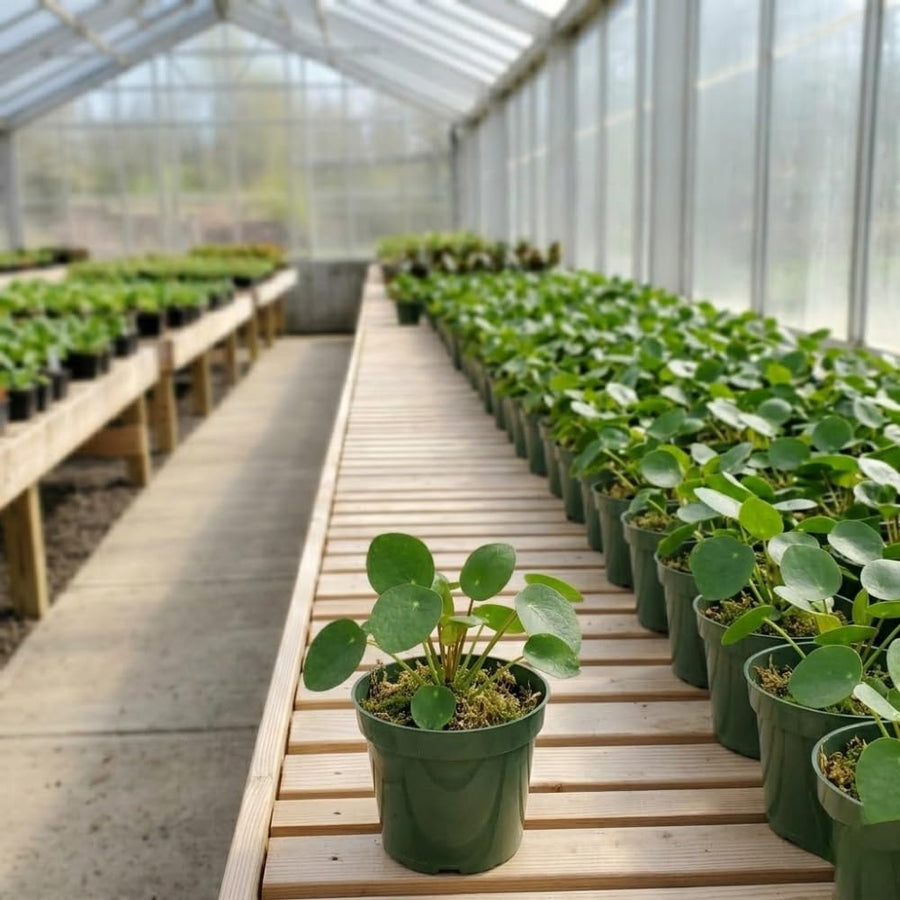 Money Tree Plant, Money Live Plant, 4-7 Inches Tall in 4 Inch Pot, Pilea Peperomioides Houseplant for Indoor Outdoor Houseplant