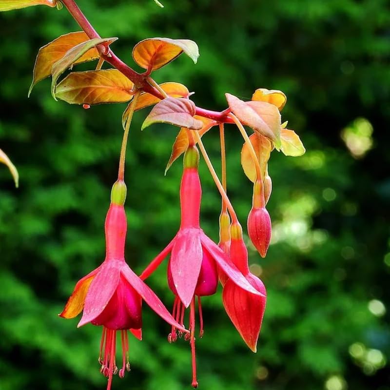 Autumn Fuchsia Plant Live in 5-Inch Pot, Hanging Basket Flower, Hardy Fuchsia Vine for Shade Gardens, USDA Zones 8-11